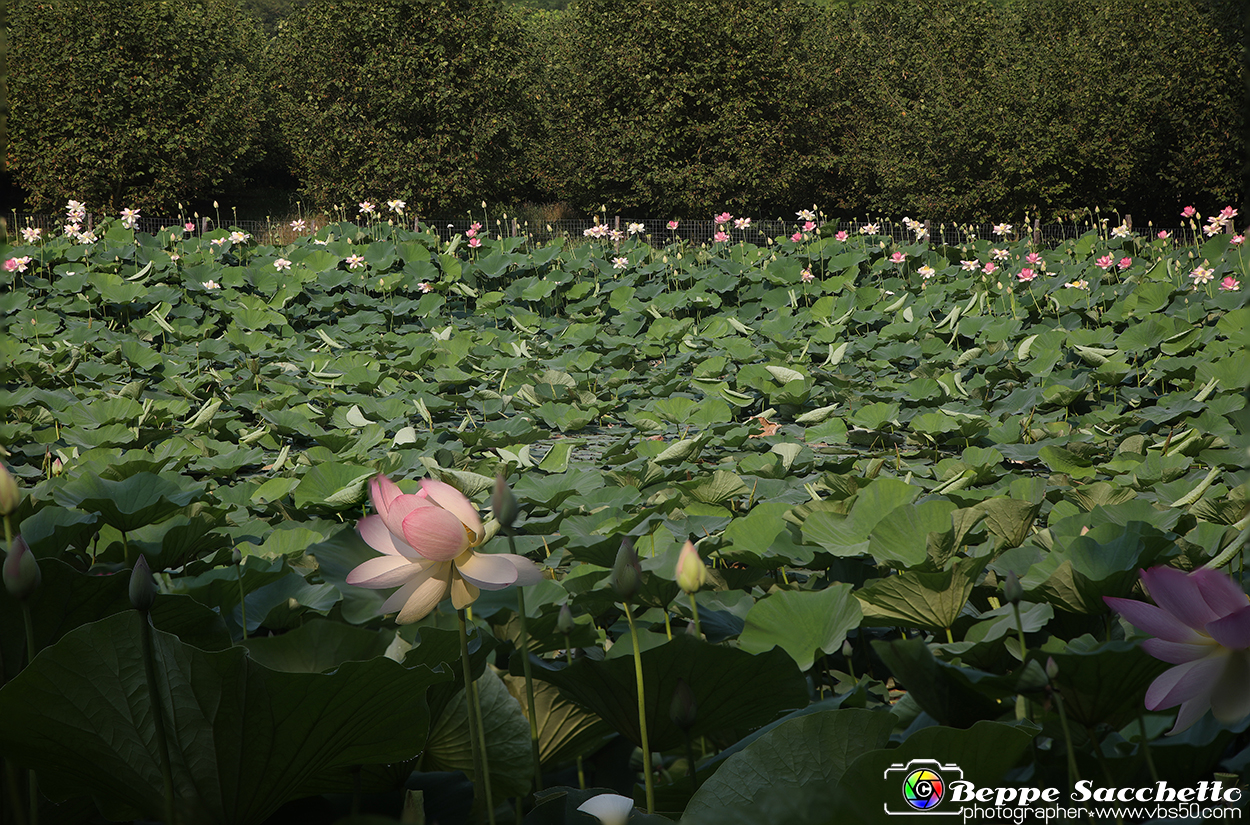 VBS_6620 - Fioritura Loto Laghetto Vezza d'Alba.jpg